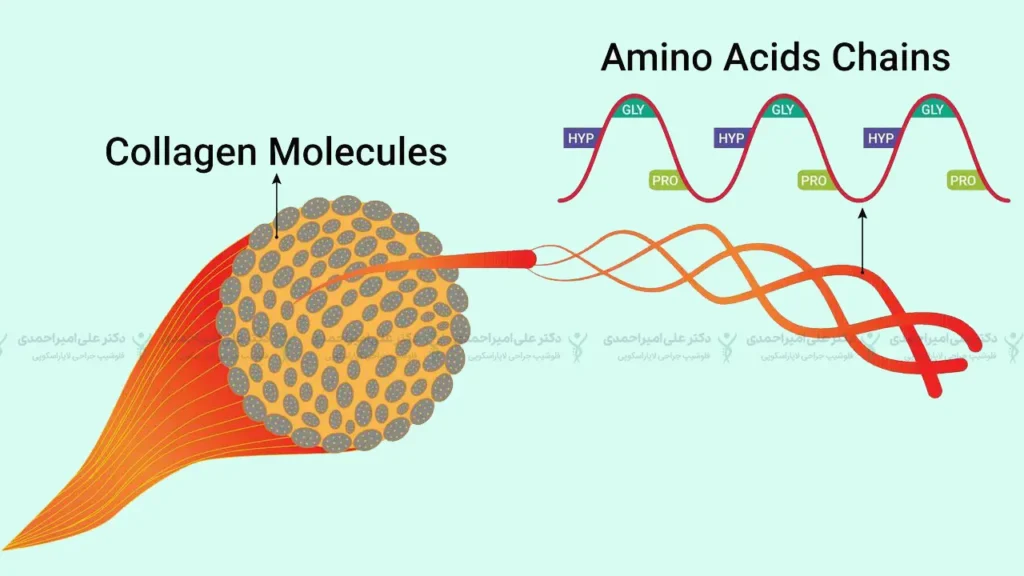 نقش کلاژن در جلوگیری از افتادگی پوست بعد از عمل اسیلو معده