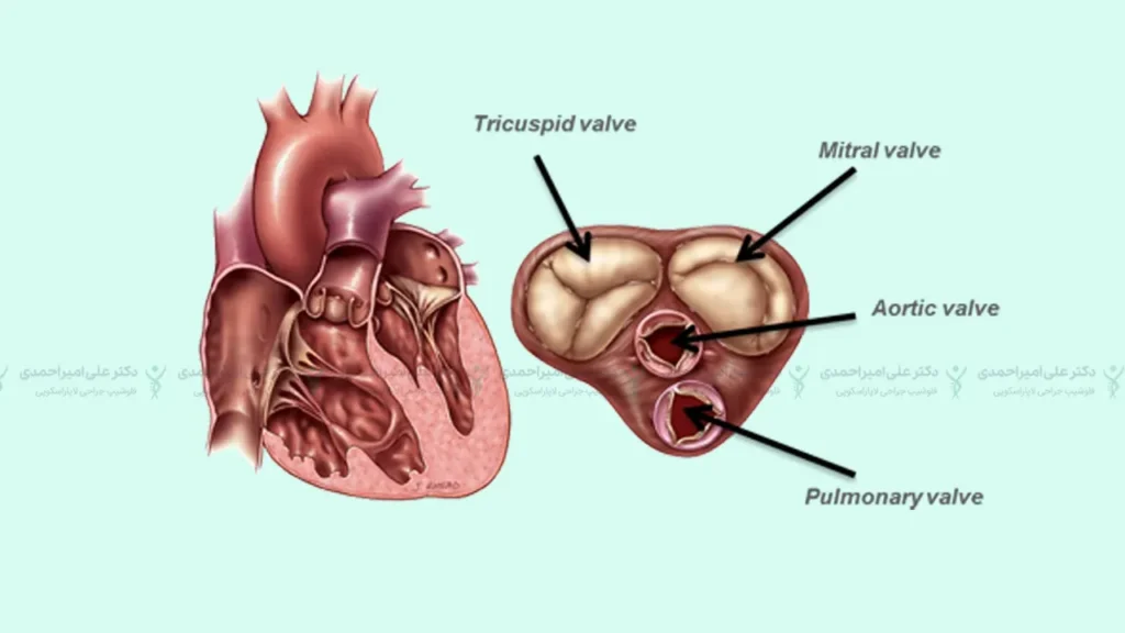 عمل دریچه های قلب