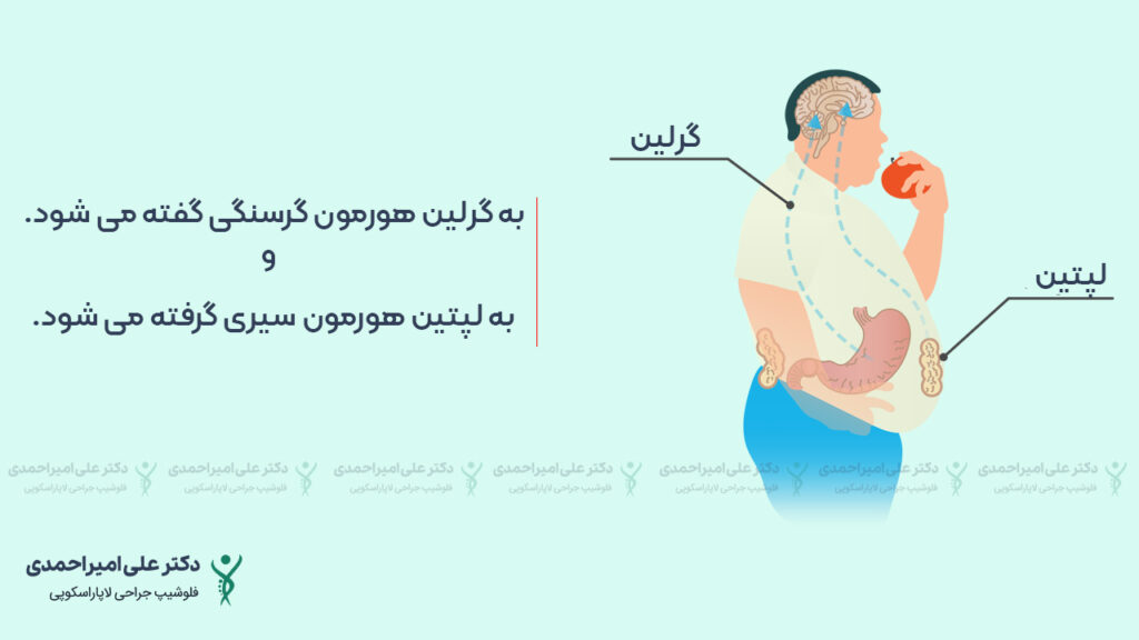 هورمون گرلین و لپتین