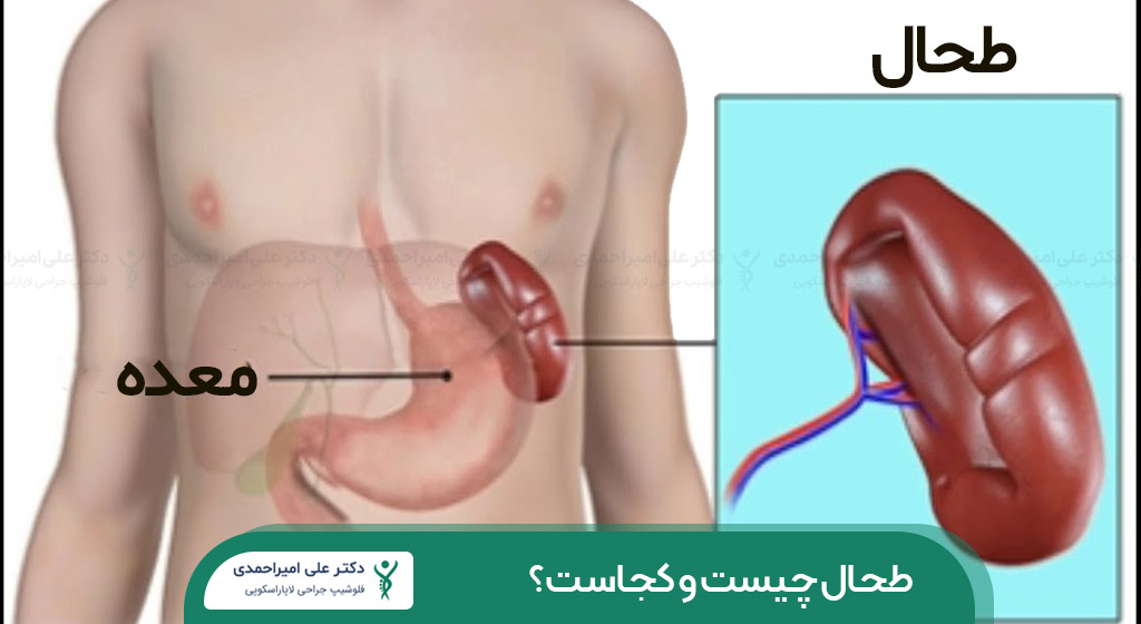 طحال چیست و کجاست؟